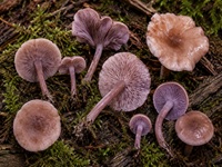 Lilablättriges Tausendblatt1